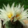 Strombocactus_ disciformis _ssp.disciformis _09